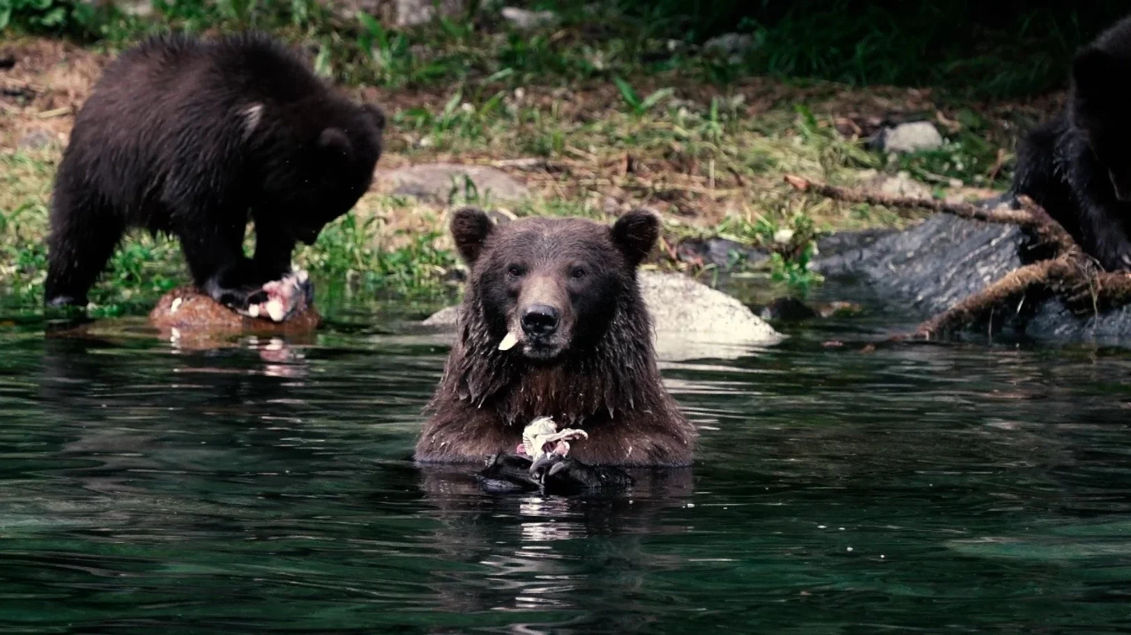 Sitka Expeditions — Sitka Bear Viewing - Watch Bears Fishing